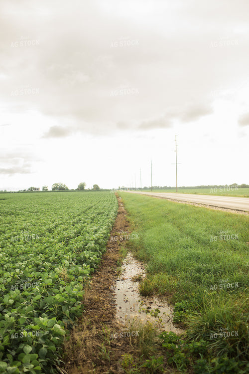 Wet R1 Soybean Field After Rain 6284