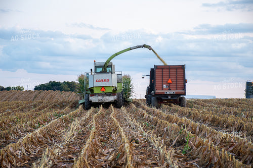Silage Harvest 50244