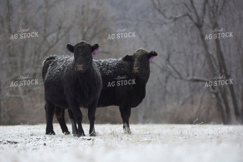 Cattle 1668