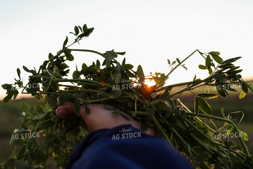 Handful of Alfalfa 83027