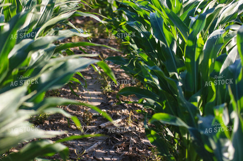 Early Season Corn 82305