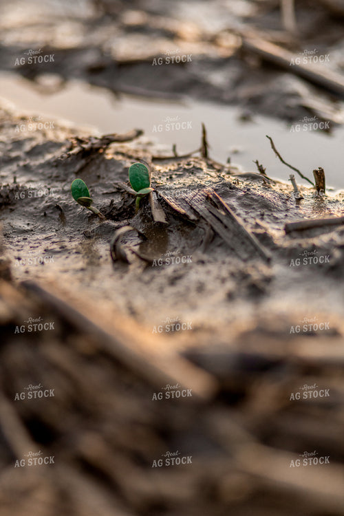 Early Season Soybeans 93270