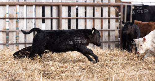 Calves 195047