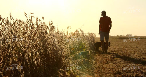Farmer Walking Along Soybean Field with Farm Dog 5386
