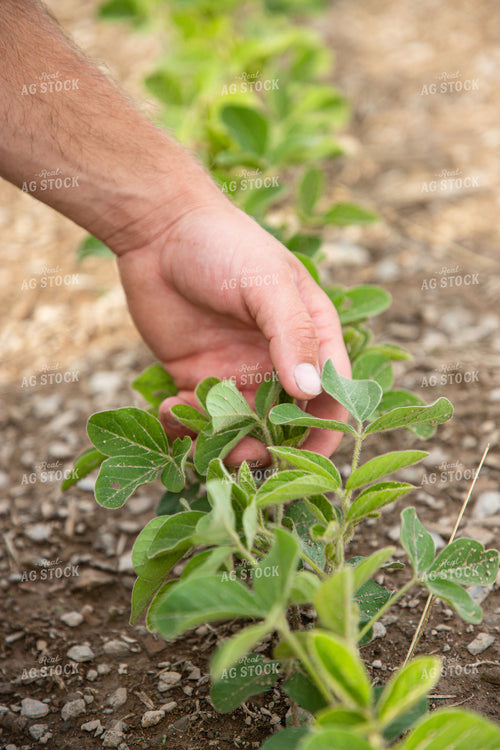 Farmer Scouting Early Growth Soybeans 1420003