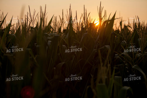 Corn - Mid-Season 1293