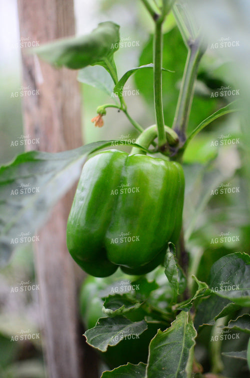 Green Bell Pepper on Plant 125105