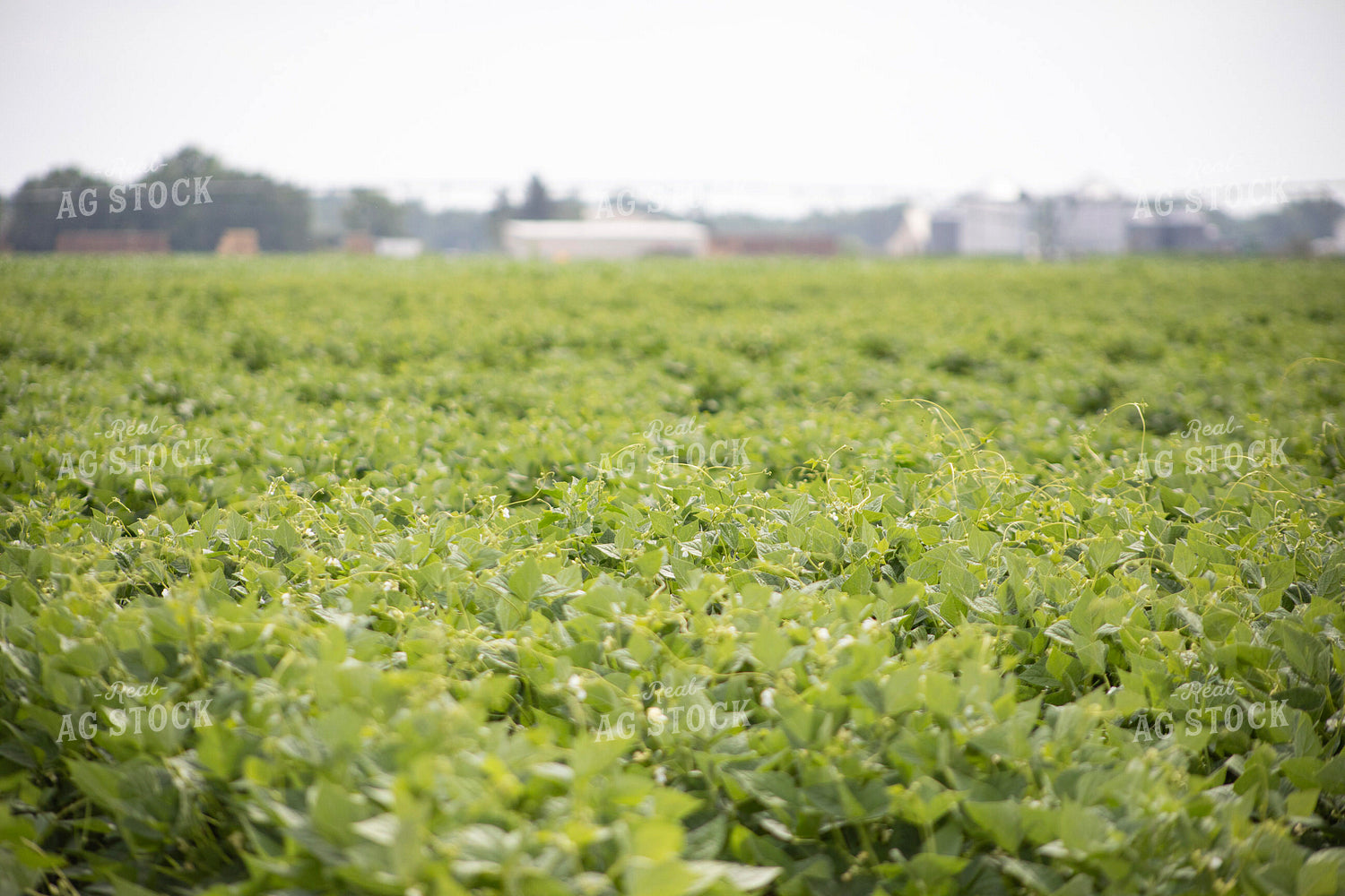 Soybean Field 117446