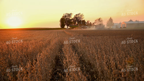 Combine and Grain Cart Harvesting Soybeans at Sunset 25766