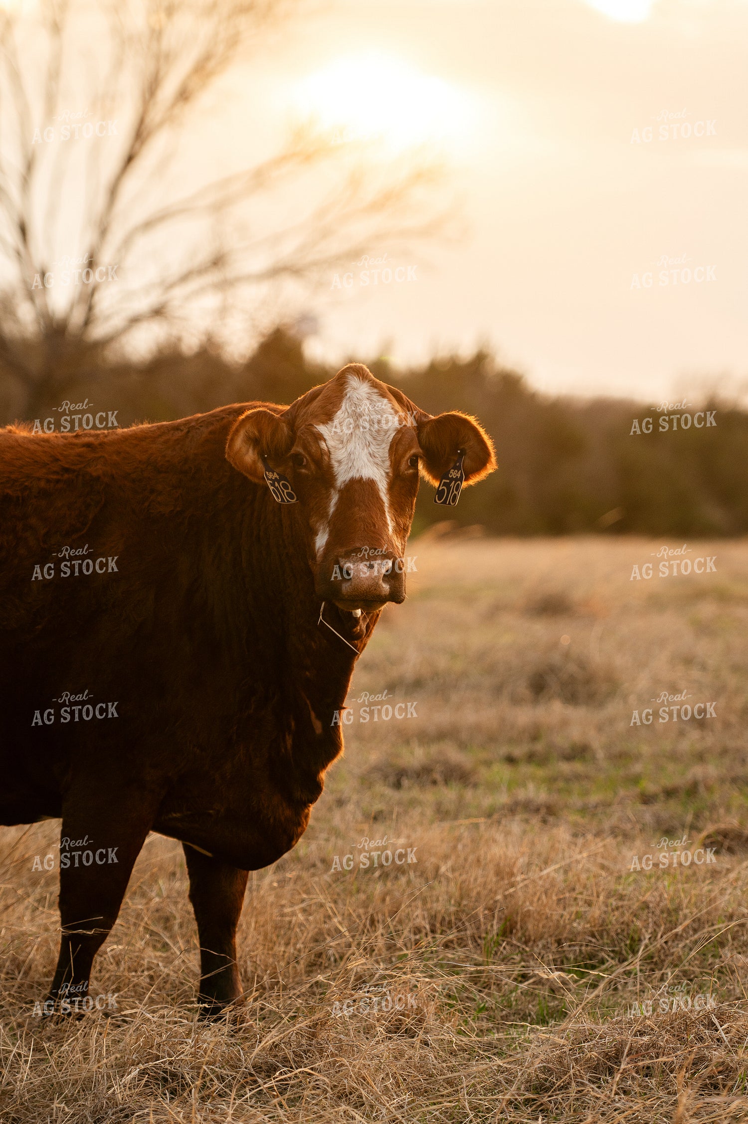 Cattle on Pasture 301019
