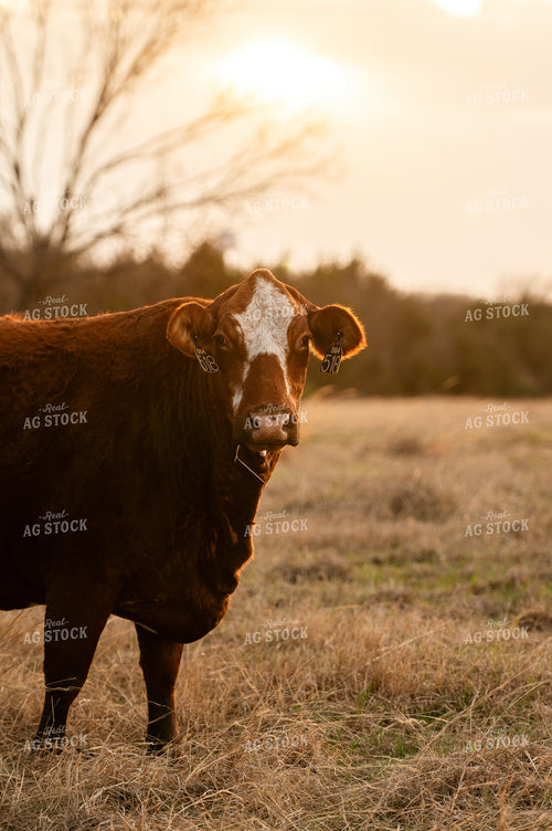 Cattle on Pasture 301019