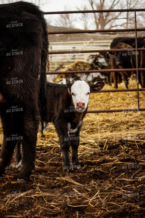 Black Baldy Cattle 155032