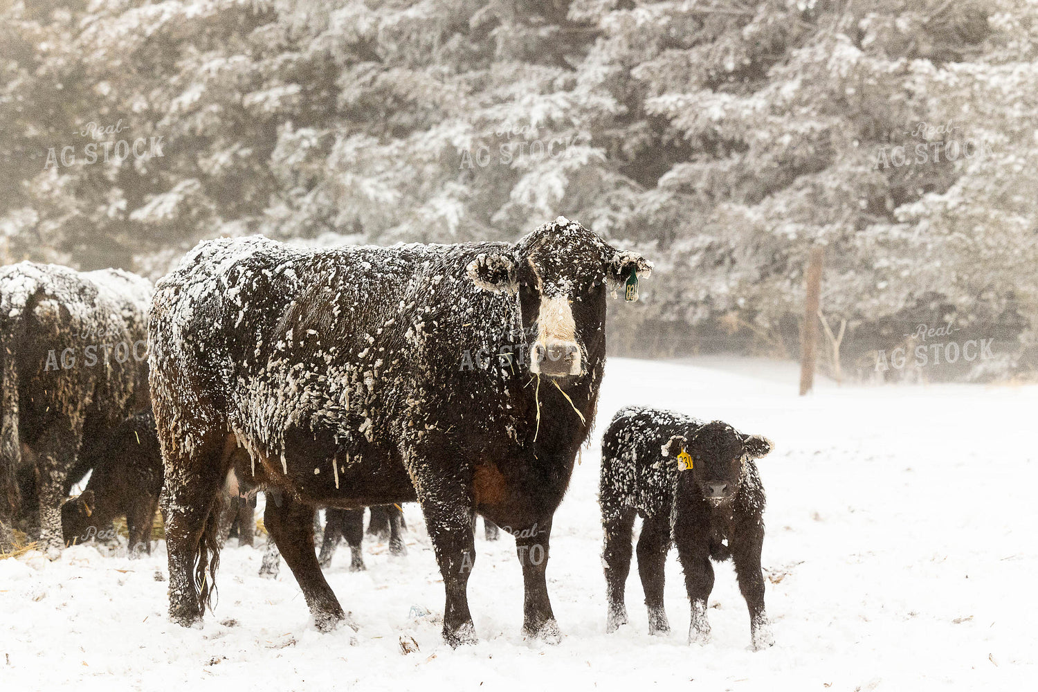 Cow Calf Pair in the Snow 303002