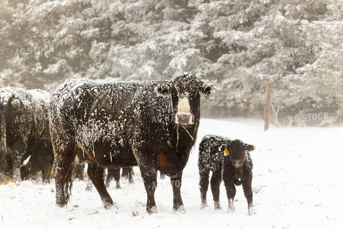 Cow Calf Pair in the Snow 303002