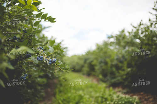 Blueberries 169013