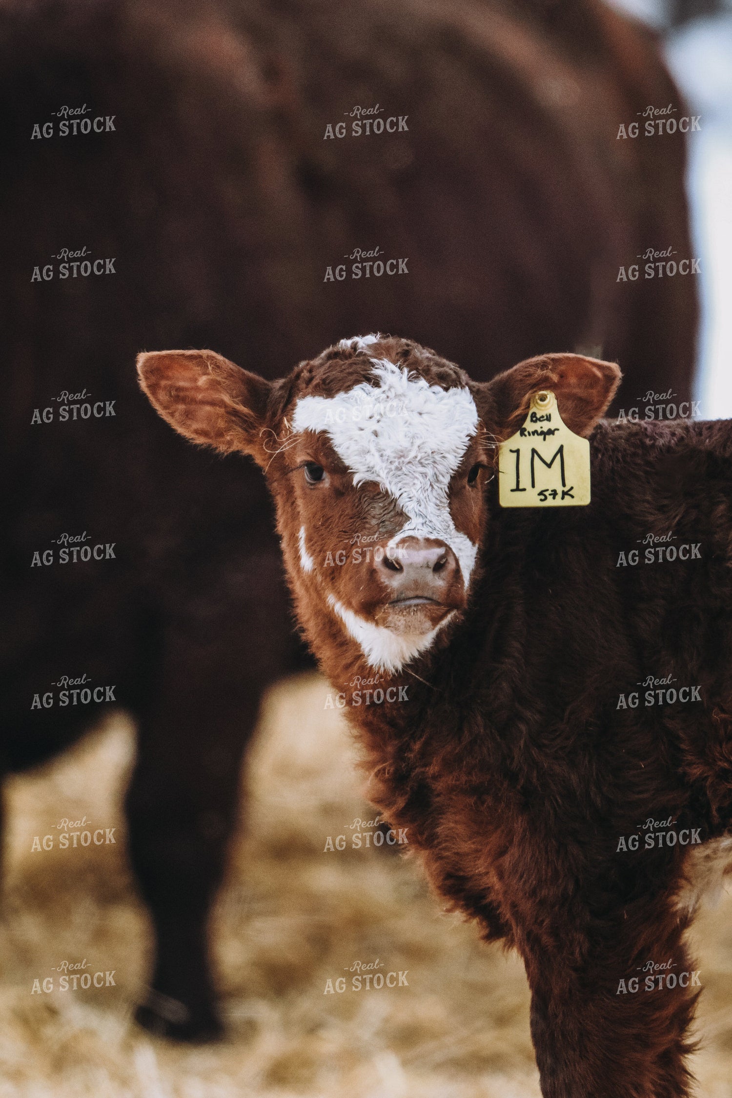 Simmental Calf 139018