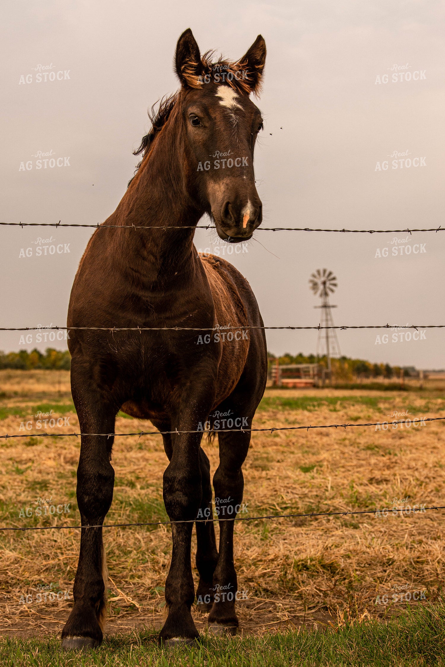 Horse 299173