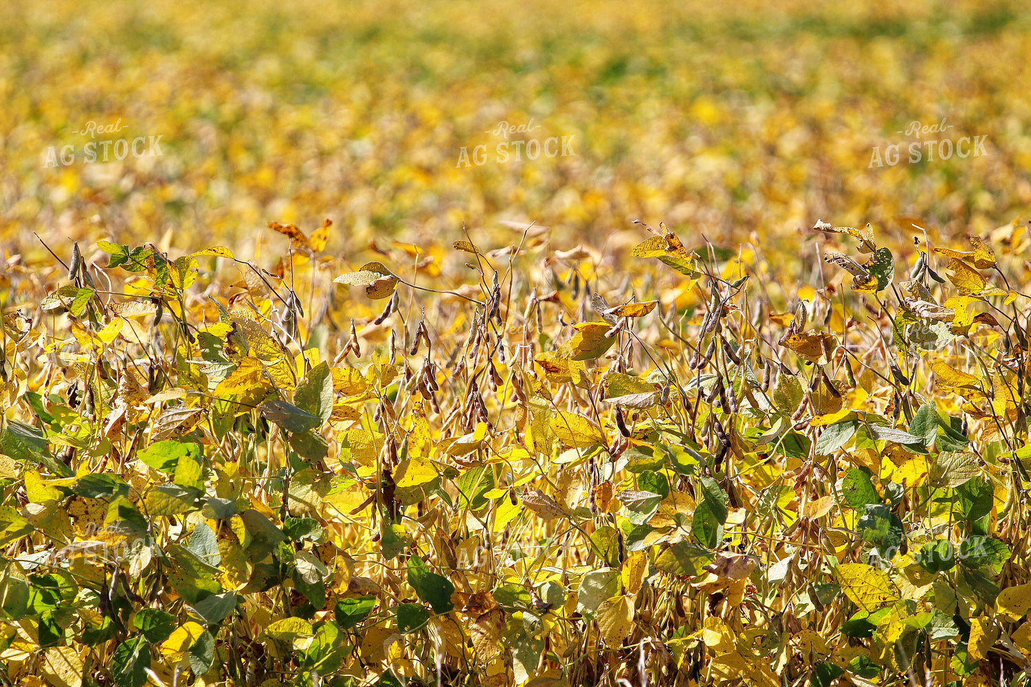 Late Season Soybeans 141434