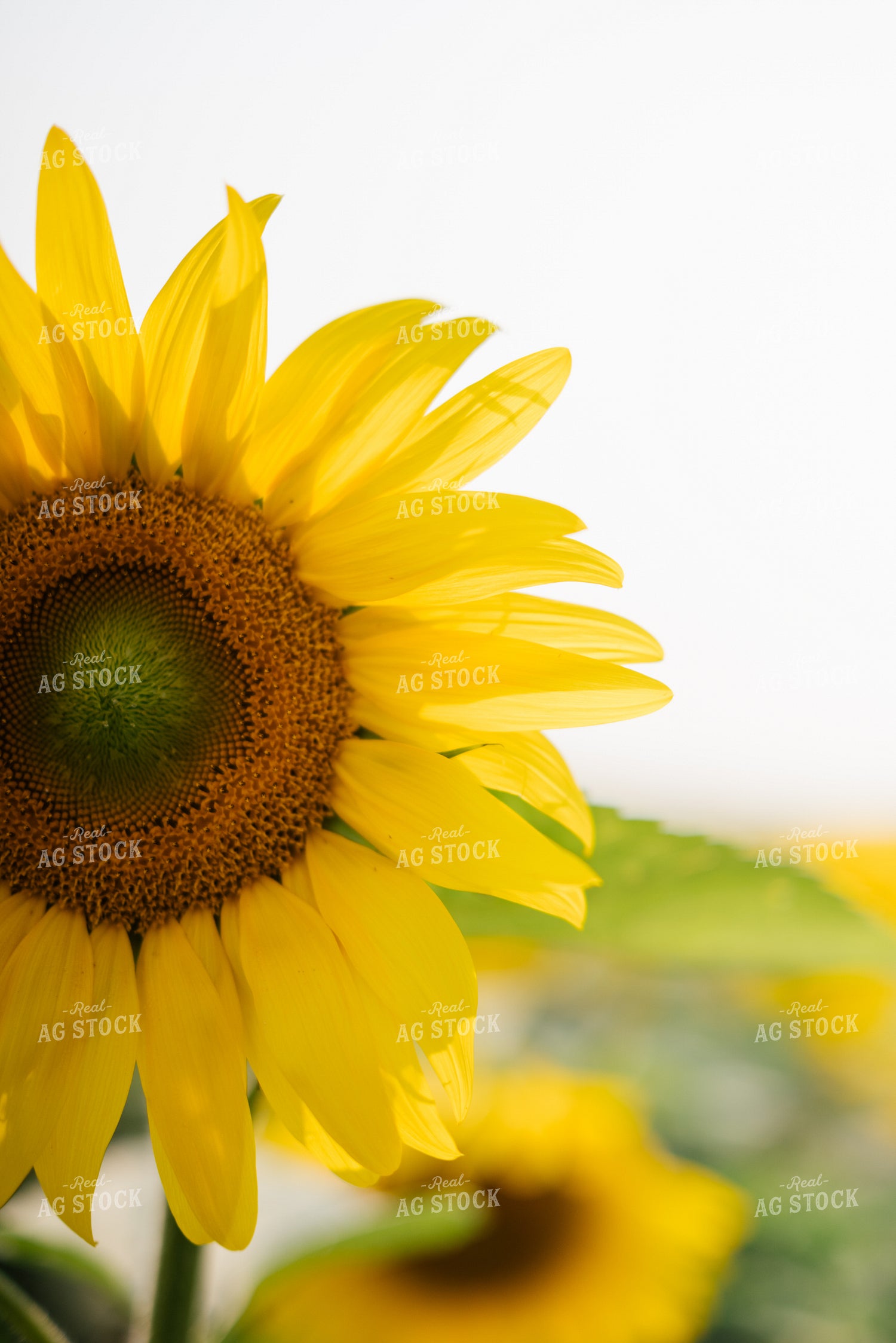 Sunflower Close Up 137078