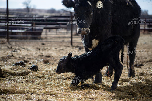 Angus Cow Calf Pair 117283