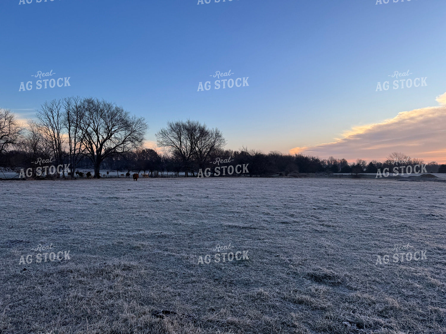 Scenic Pasture 228007