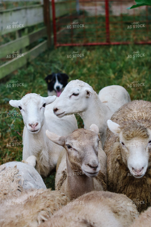 Farm Dog Herding Sheep 220026