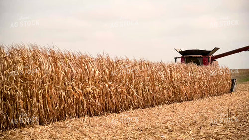 Harvesting Corn on Flat Ground - 450