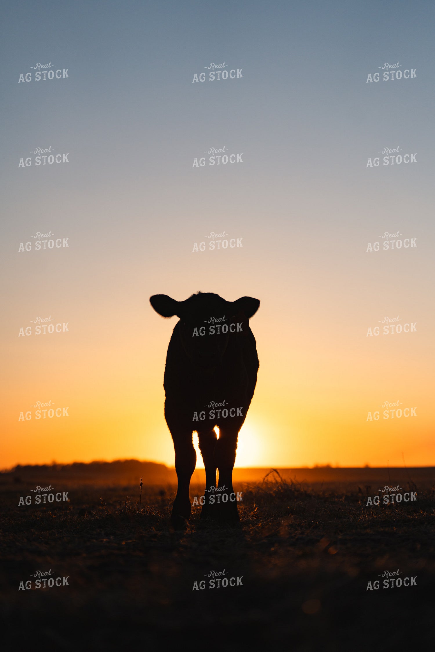 Calf at Sunset 68330