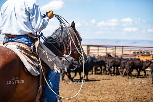 Rancher Roping Cattle on Horseback 188126