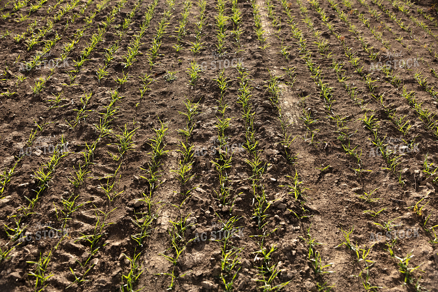 Early Growth Wheat 304081