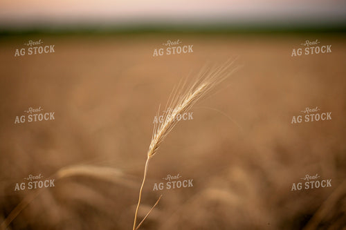 Rye Up-Close 93008