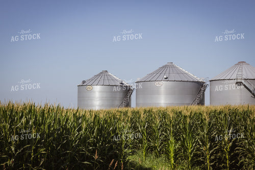 Grain Bins and Mid-Season Corn Field 268157