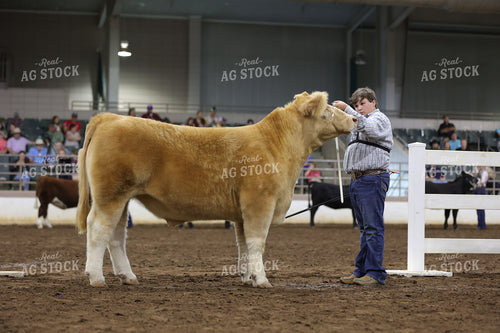 Showing Cattle 52692