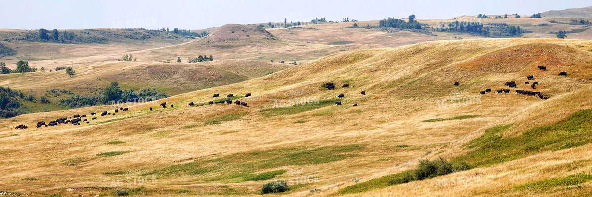 Cattle Herd Grazing 141649