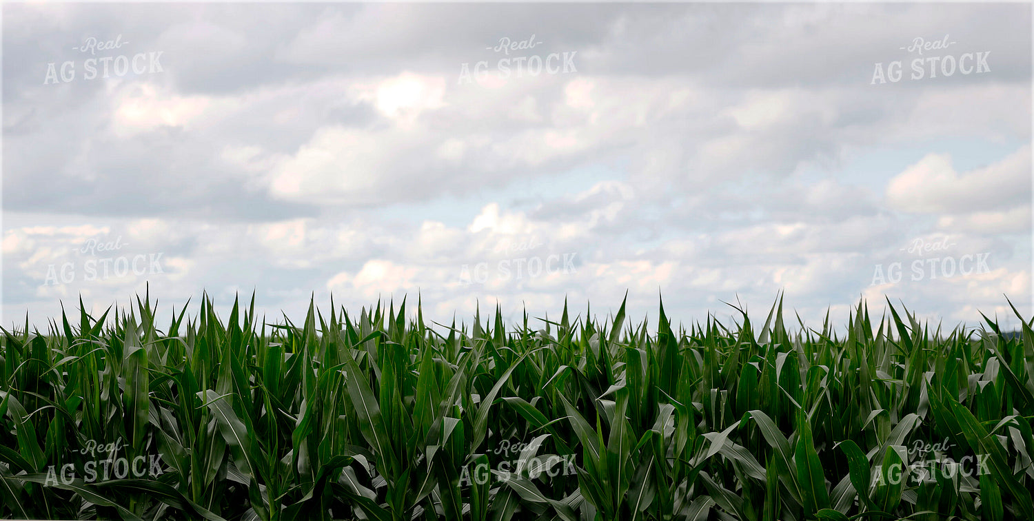Mid-Season Corn Field 141606