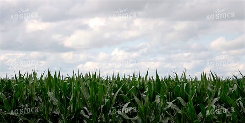 Mid-Season Corn Field 141606