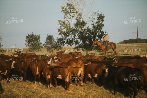 Rancher and Cattle in Pasture 6397