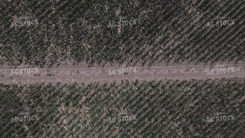 Driving Through Wind Damaged Corn 239374