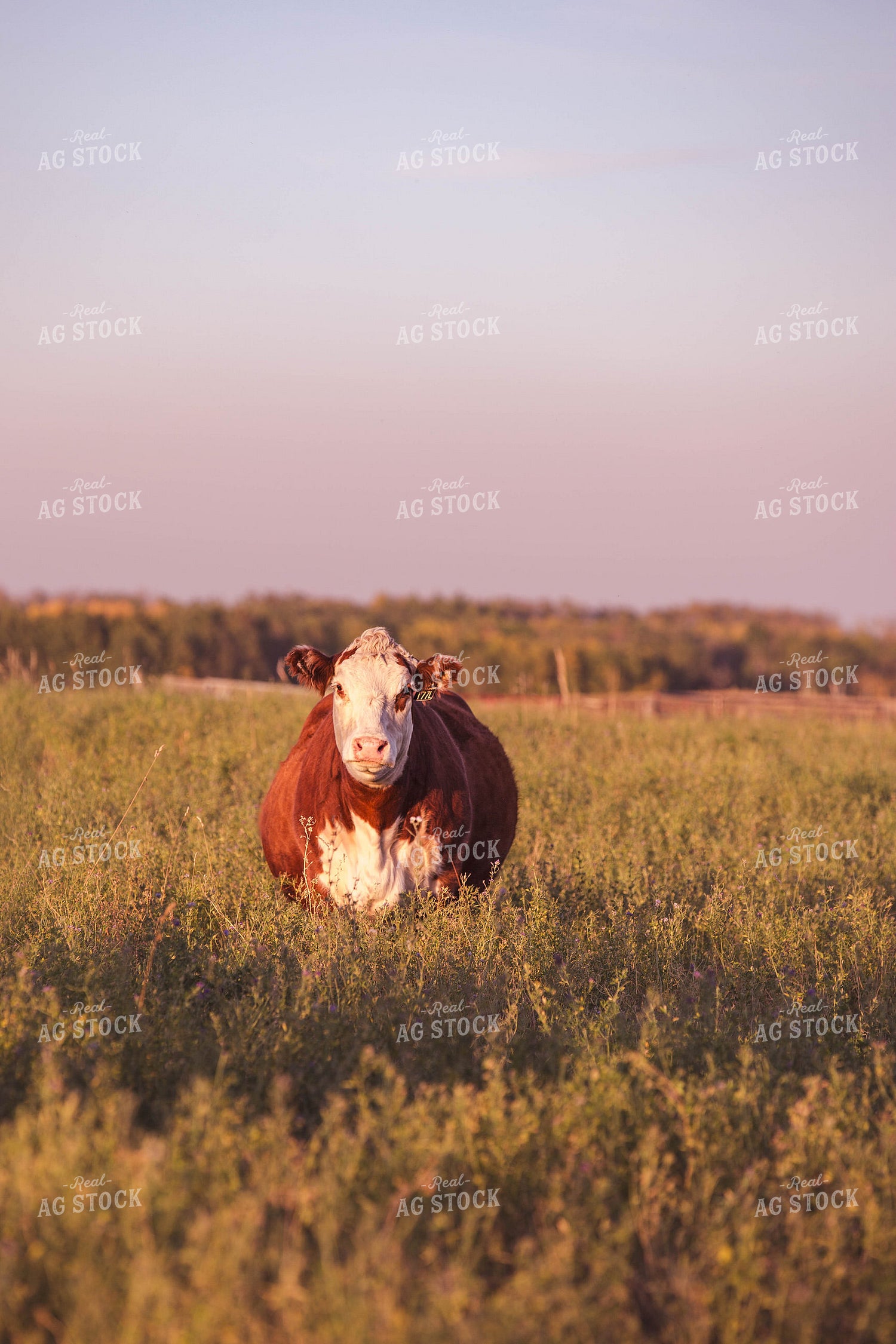 Hereford Cattle on Pasture 81164