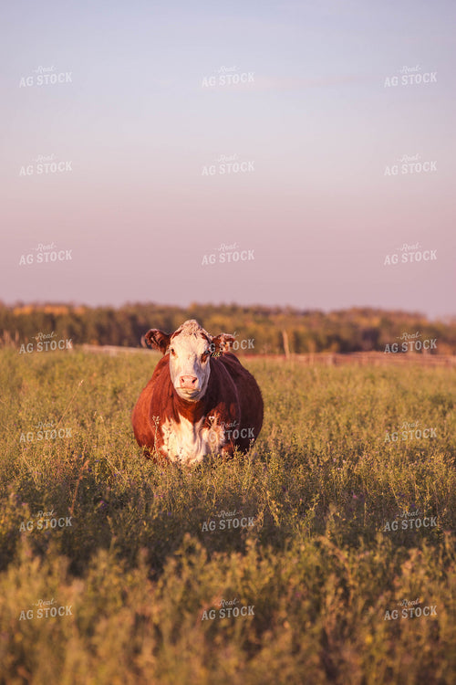 Hereford Cattle on Pasture 81164