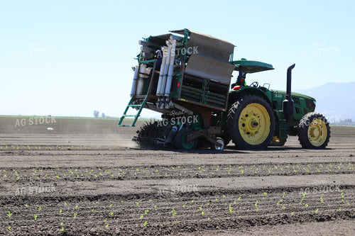 Planting Artichokes 102127