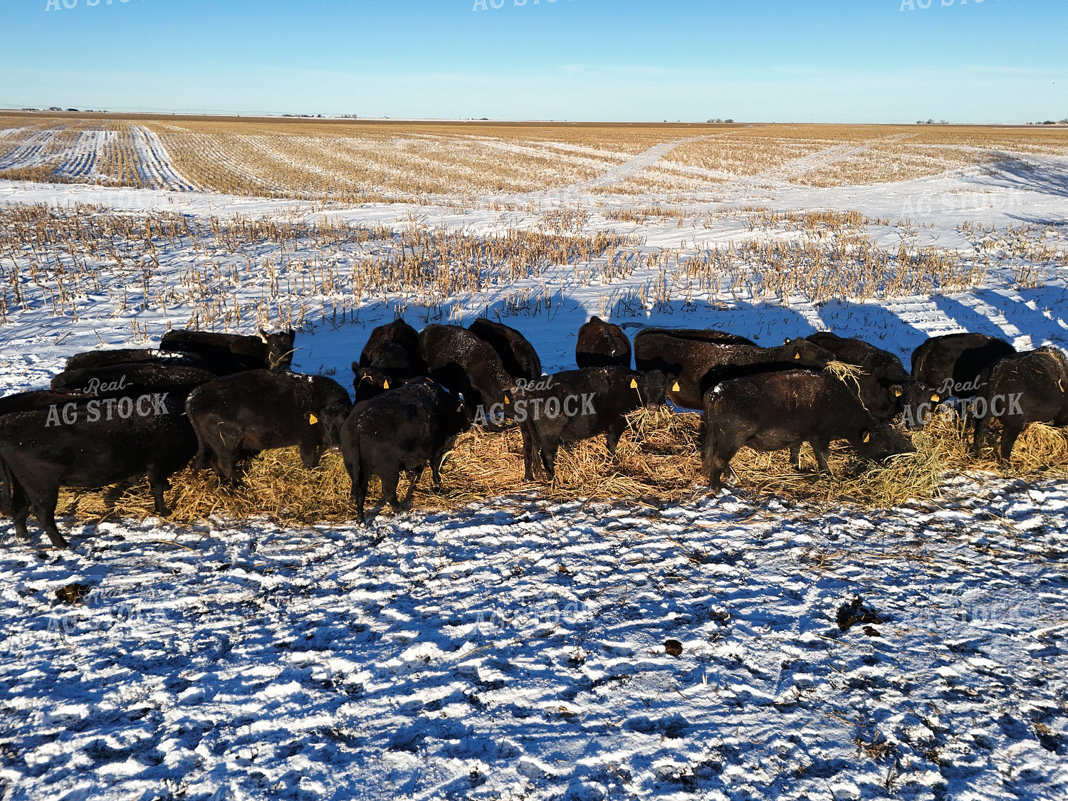 Feeding Cattle in Winter 239462