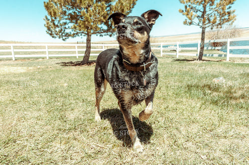 Dog on Ranch 58050