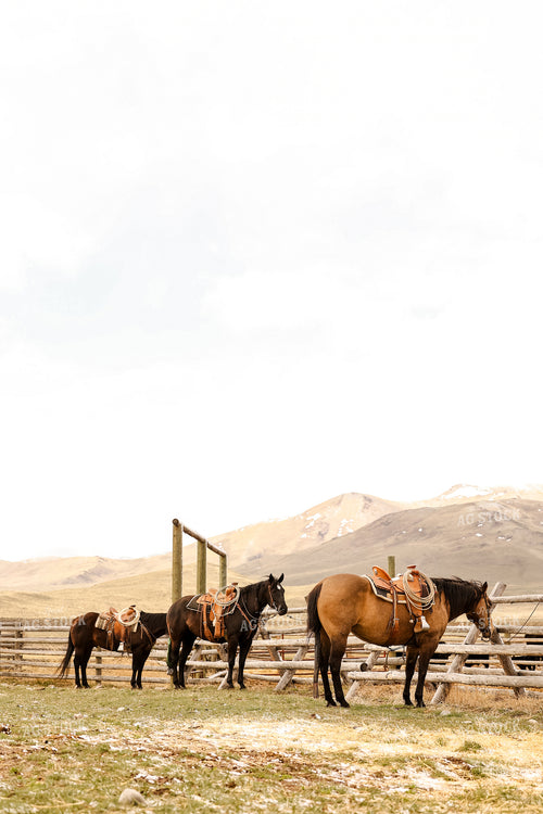 Horse 225009