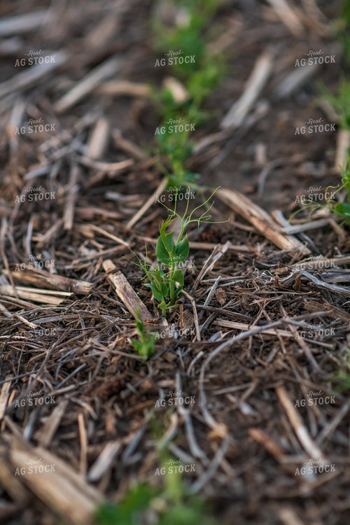 Pea Plants 76137