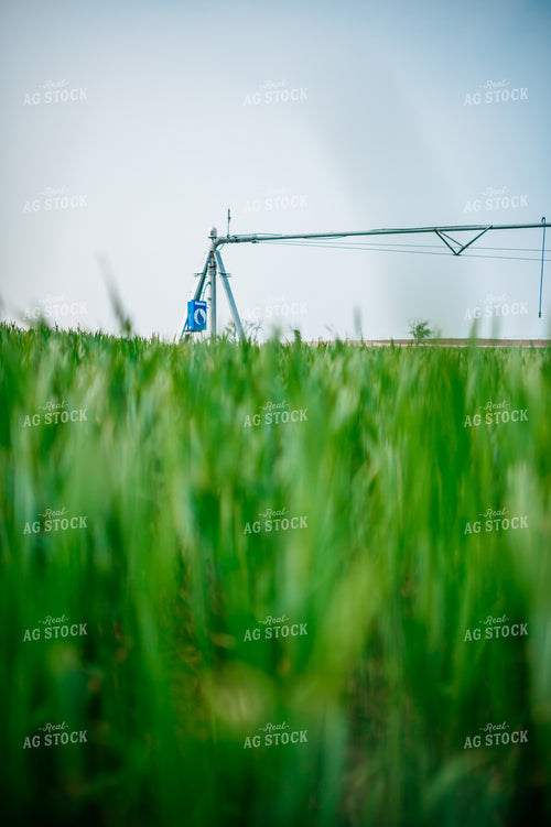 Irrigator in Growing Wheat Field 56659