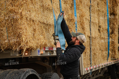 Farmer Securing Wheat Straw Bales 152599
