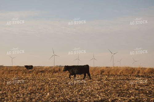 Black Angus Cattle on Corn Stalks 67236