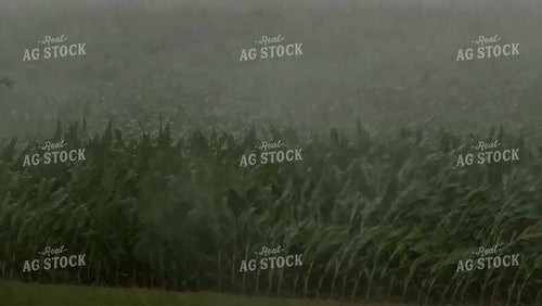 Corn in Summer Storm 154064