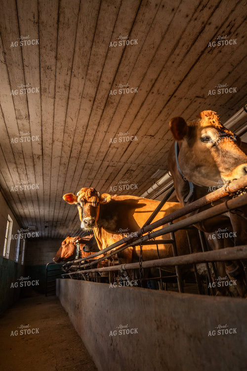 Jersey Cattle in Dairy Barn 270678